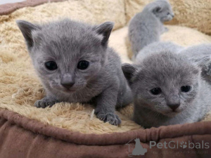 Foto №1. türkisch van - zum Verkauf in der Stadt Helsinki | 291€ | Ankündigung № 160934