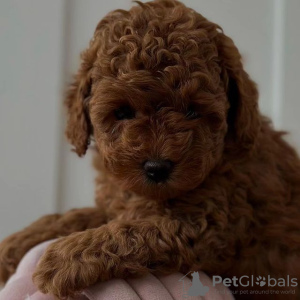 Foto №4. Ich werde verkaufen pudel (toy) in der Stadt Vilnius. quotient 	ankündigung - preis - verhandelt