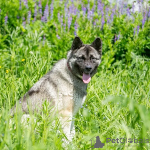 Foto №1. mischlingshund - zum Verkauf in der Stadt Москва | Frei | Ankündigung № 123067