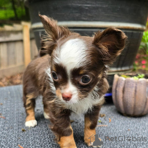 Foto №3. Teetasse-Chihuahua-Welpe verfügbar. USA