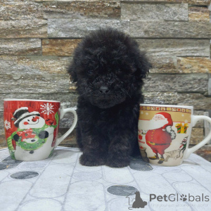 Foto №3. We offer poodle puppies. Serbien