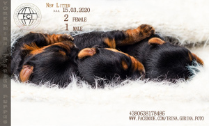 Foto №2 zu Ankündigung № 6103 zu verkaufen yorkshire terrier - einkaufen Ukraine züchter