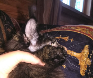 Zusätzliche Fotos: Maine-Waschbär betitelte Katze 8 Monate