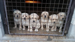 Foto №1. labrador retriever - zum Verkauf in der Stadt Belgrad | 200€ | Ankündigung № 150725