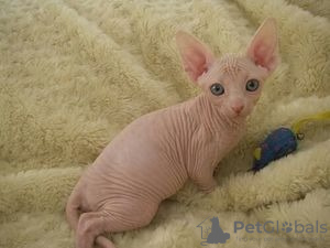 Foto №1. sphynx-katze - zum Verkauf in der Stadt Belfast | 250€ | Ankündigung № 124357