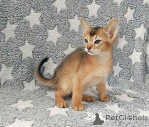 Foto №1. abessinierkatze - zum Verkauf in der Stadt Reich | verhandelt | Ankündigung № 162295