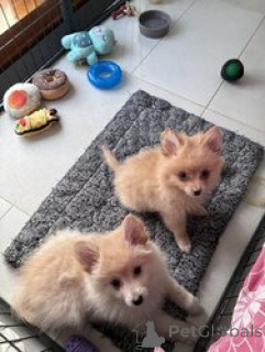 Foto №3. Tolle Pomsky-Welpen zu verkaufen. Kroatien