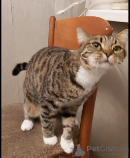 Foto №3. Sima Katze mit grünen Augen in guten Händen.. Russische Föderation