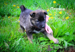 Foto №1. mischlingshund - zum Verkauf in der Stadt Minsk | Frei | Ankündigung № 98627