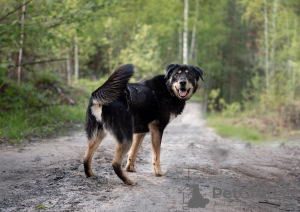 Foto №3. Fadey in guten Händen!. Russische Föderation