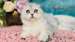 Foto №4. Ich werde verkaufen schottische faltohrkatze in der Stadt Kiew. vom kindergarten - preis - 531€