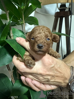 Foto №4. Ich werde verkaufen pudel (toy) in der Stadt Kraljevo. züchter - preis - verhandelt