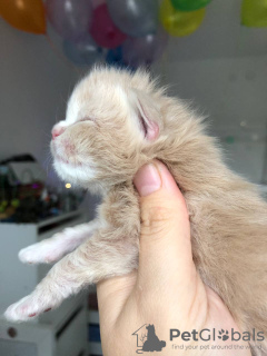 Foto №1. maine-coon-katze - zum Verkauf in der Stadt Cuxhaven | 400€ | Ankündigung № 121927