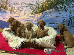 Foto №3. Wunderschöne reinrassige Magyar Vizsla Welpen mit Papieren. Deutschland