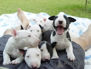 Foto №1. bullterrier - zum Verkauf in der Stadt Edingen-Neckarhausen | 450€ | Ankündigung № 169424