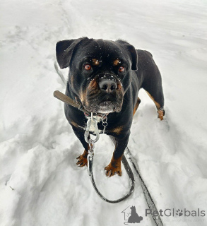 Foto №3. Charismatische Buba ist traurig im Tierheim. Russische Föderation