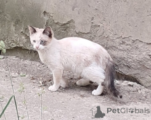 Foto №3. Vasya, Mudenka und Murzichki warten auf ihre Besitzer.. Russische Föderation