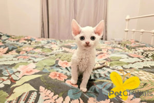 Foto №2 zu Ankündigung № 160334 zu verkaufen devon rex - einkaufen Deutschland züchter