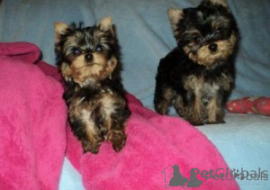 Foto №1. yorkshire terrier - zum Verkauf in der Stadt Almer | verhandelt | Ankündigung № 172343