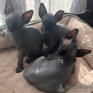 Foto №1. sphynx cat - zum Verkauf in der Stadt Берлинген | 470€ | Ankündigung № 83094