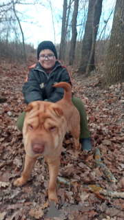 Foto №1. shar-pei - zum Verkauf in der Stadt Бельцы | verhandelt | Ankündigung № 86386