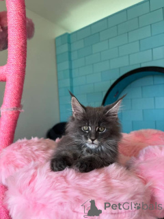 Foto №1. maine-coon-katze - zum Verkauf in der Stadt Berlin | verhandelt | Ankündigung № 168179