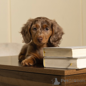 Foto №2 zu Ankündigung № 164007 zu verkaufen dackel - einkaufen Finnland quotient 	ankündigung, aus dem tierheim