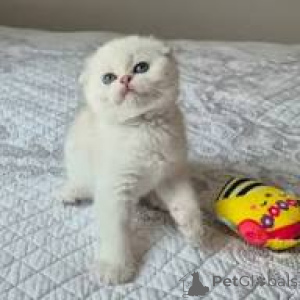 Foto №2 zu Ankündigung № 165926 zu verkaufen schottische faltohrkatze - einkaufen Frankreich quotient 	ankündigung, züchter