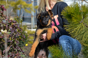 Zusätzliche Fotos: Mädchen, Deutscher Schäferhund, mit einem vollständigen Paket von Dokumenten