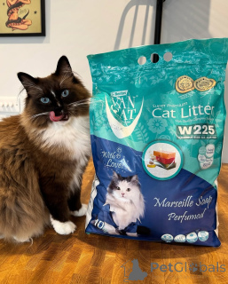 Foto №1. ragdoll-katze - zum Verkauf in der Stadt Hamar | verhandelt | Ankündigung № 155559