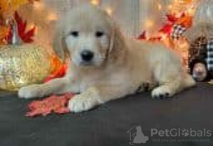 Foto №3. Golden Retriever-Welpen zu verkaufen. Finnland
