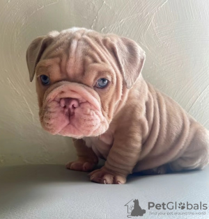 Foto №1. englische bulldogge - zum Verkauf in der Stadt Bilbao | 400€ | Ankündigung № 126712