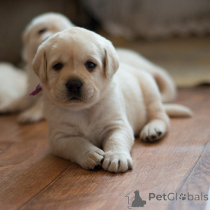 Foto №1. labrador retriever - zum Verkauf in der Stadt Abercorn | verhandelt | Ankündigung № 165611