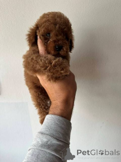 Foto №1. pudel (zwerg) - zum Verkauf in der Stadt Werbass | verhandelt | Ankündigung № 151140