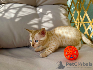 Foto №2 zu Ankündigung № 111112 zu verkaufen bengal katzenrasse - einkaufen USA züchter