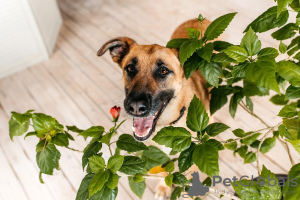 Foto №3. Bria ist ein Hund, den Sie nicht vergessen werden! In guten Händen. Russische Föderation