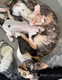 Foto №1. cornish rex - zum Verkauf in der Stadt Altdorf | 350€ | Ankündigung № 169313