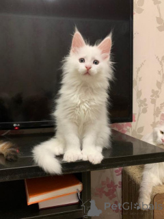 Foto №3. Maine Coon Kitten Kater Mit Stammbaum schattierte Linie. Deutschland