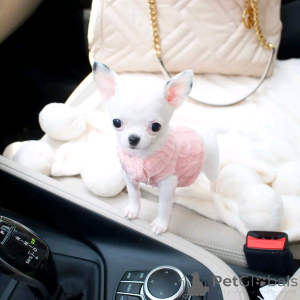 Foto №3. Süße und entzückende Chihuahua -Welpen. Deutschland