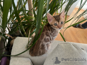 Foto №3. Gato Gatito de Pura Raza Bengalí. Spanien