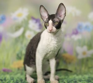 Foto №3. Cornish Rex Kätzchen bietet Cornelian Kennel (Moskau) an.. Russische Föderation