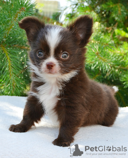 Foto №4. Ich werde verkaufen chihuahua in der Stadt Москва. quotient 	ankündigung, züchter - preis - verhandelt