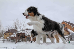 Zusätzliche Fotos: Welpen zum Verkauf Australian Shepherd (Aussie)