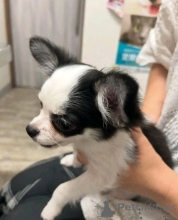 Foto №3. Auf die Toilette trainierte Chihuahua. USA