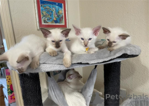 Foto №1. balinesenkatze - zum Verkauf in der Stadt Affalterbach | 350€ | Ankündigung № 151543