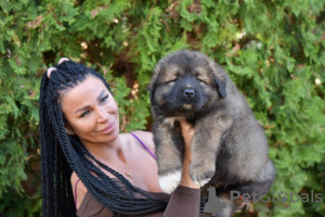 Zusätzliche Fotos: Kaukasische Schäfer hund welpen