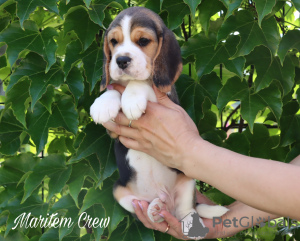 Foto №3. Schöner Beagle-Junge im Zwinger. Türkei