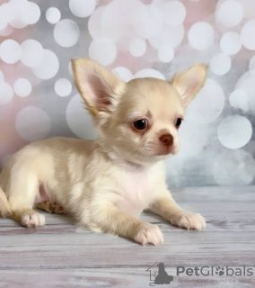 Foto №4. Ich werde verkaufen chihuahua in der Stadt München.  - preis - 255€