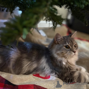 Foto №1. sibirische katze - zum Verkauf in der Stadt Alavus | 600€ | Ankündigung № 169108