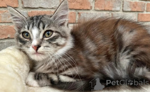 Foto №1. sibirische katze - zum Verkauf in der Stadt Hillesheim | 350€ | Ankündigung № 178459